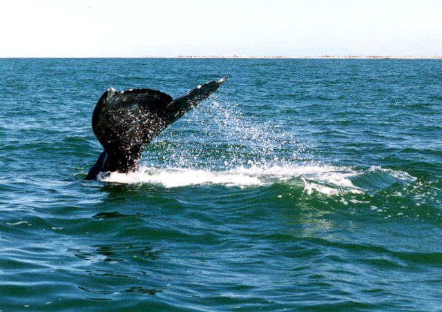 A whale tale in Baja!